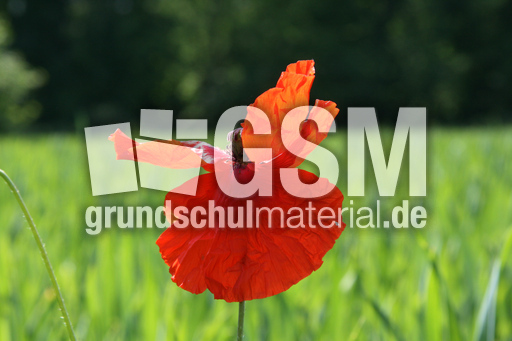 Klatschmohn-119.jpg